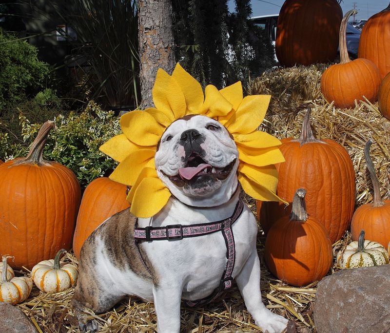 TOP 10 Homemade Dog Costume Ideas Halloween