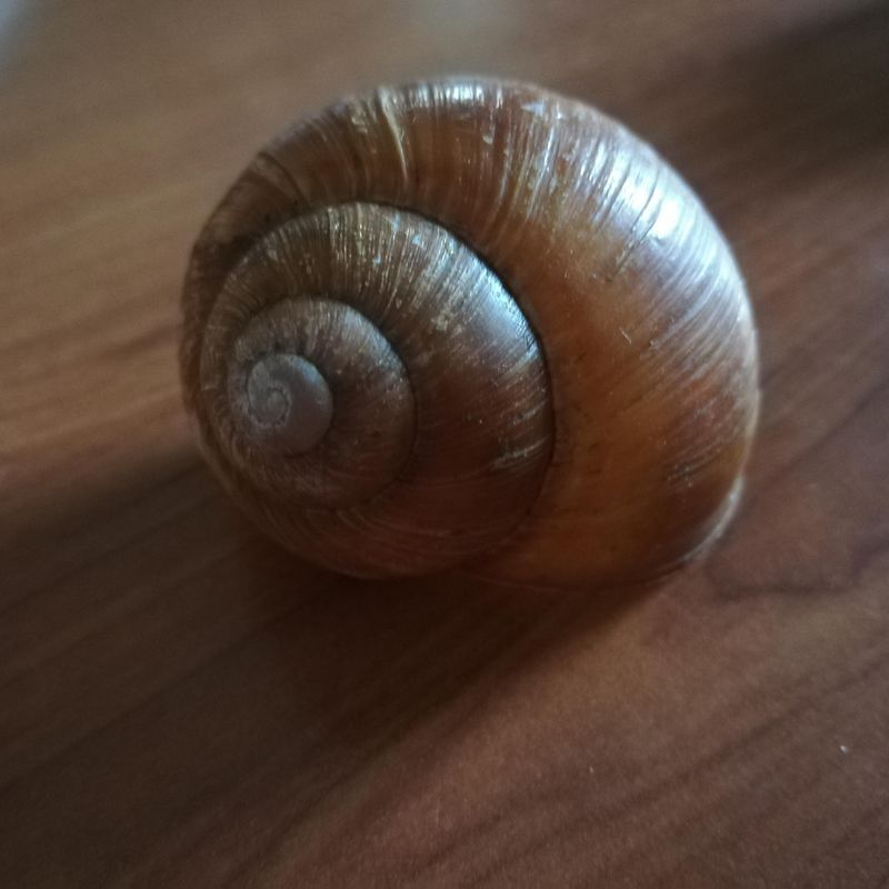 Natural Snail House Decoration, set 5 pcs