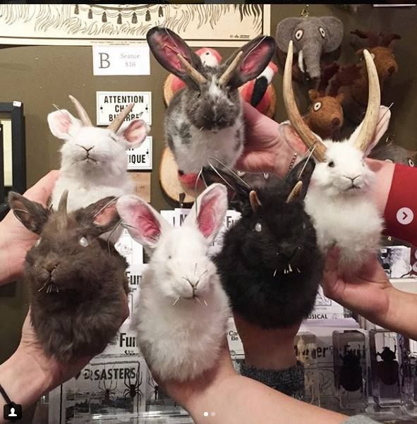 Rabbit or Jackalope Shoulder Mount Workshop