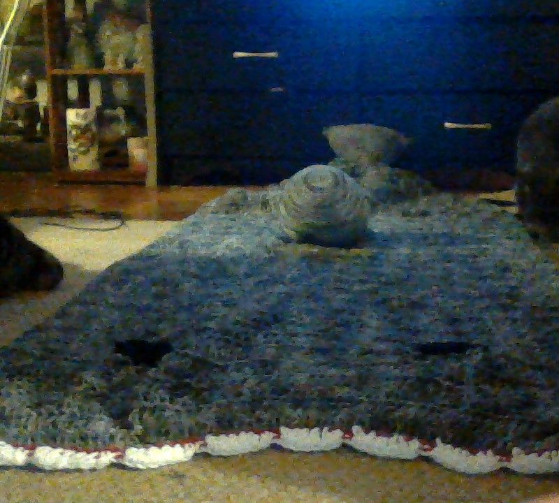 shell's craft corner