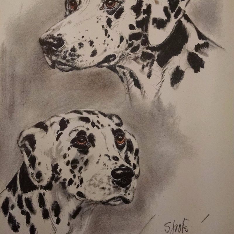 Dalmation-Portrait-by-Diana-Thorne-Original-Vintage-Plate-1944-Animal-Dog-Print