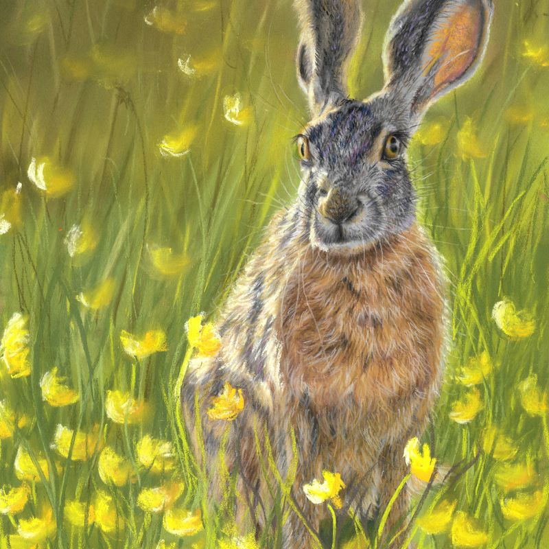 Hare & Buttercups | Wildelife painting in soft pastels