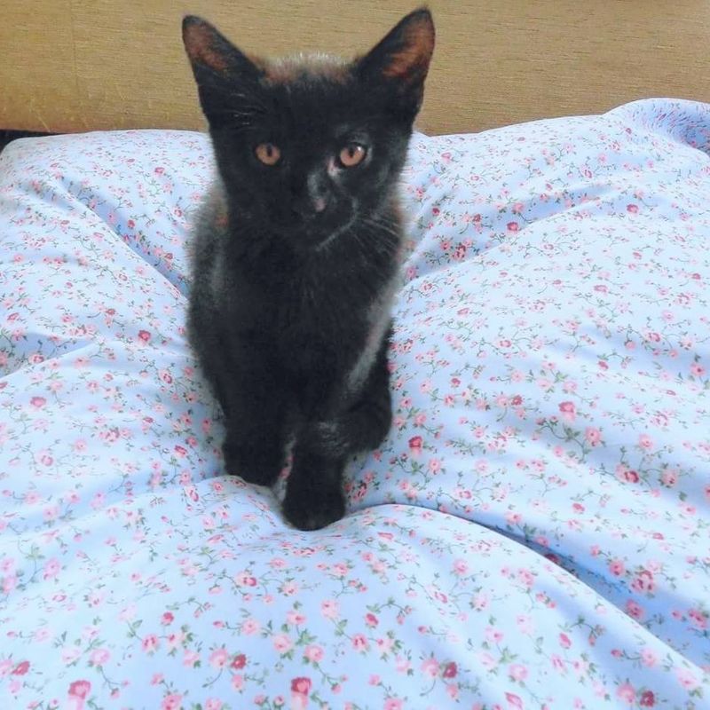 Handmade bespoke Pet beds. Medium sized.