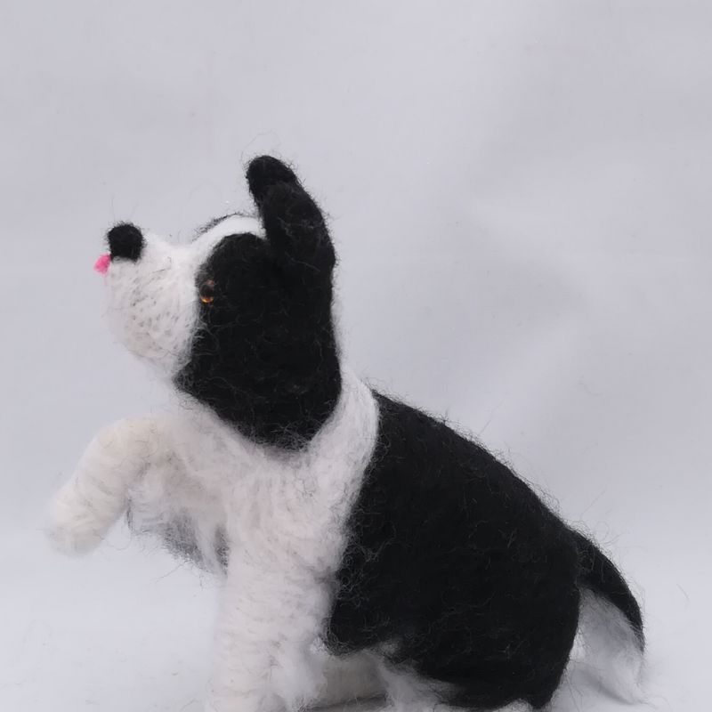 Bill,Border Collie puppy