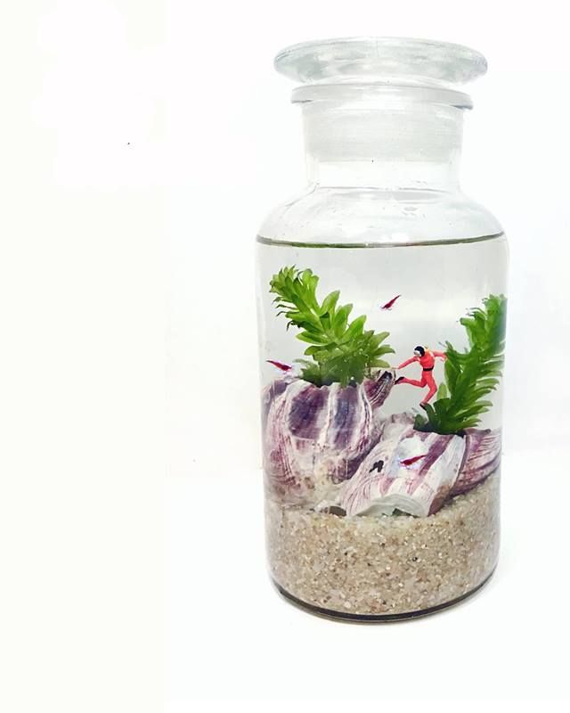 The World of Miniature Aquascapes