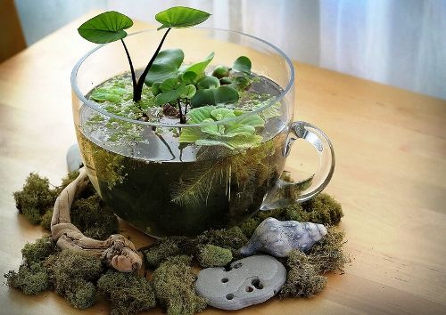 DIY Green Terrarium