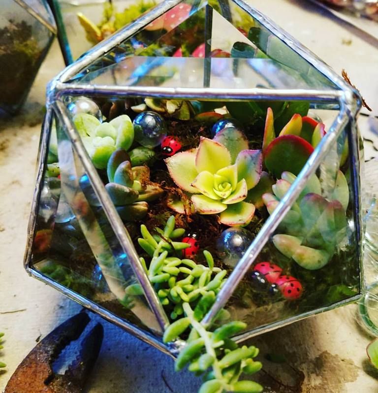 Clear Bevel triangle sphere with succulents