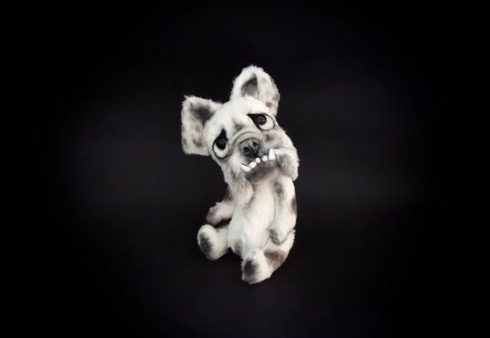 Chomper the little English Bulldog