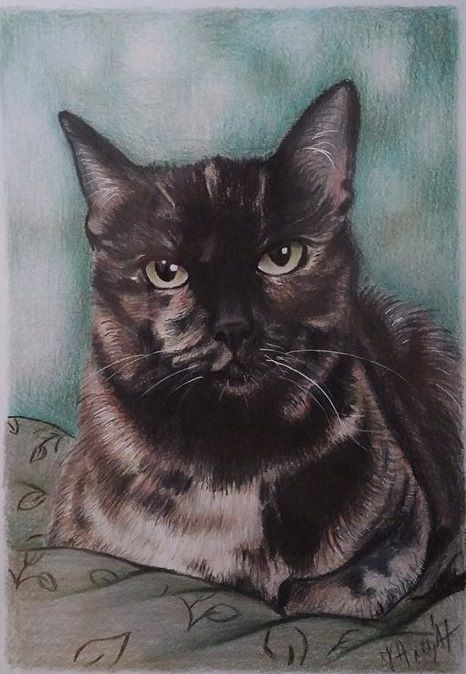 Custom pet colored pencils drawing from your photo