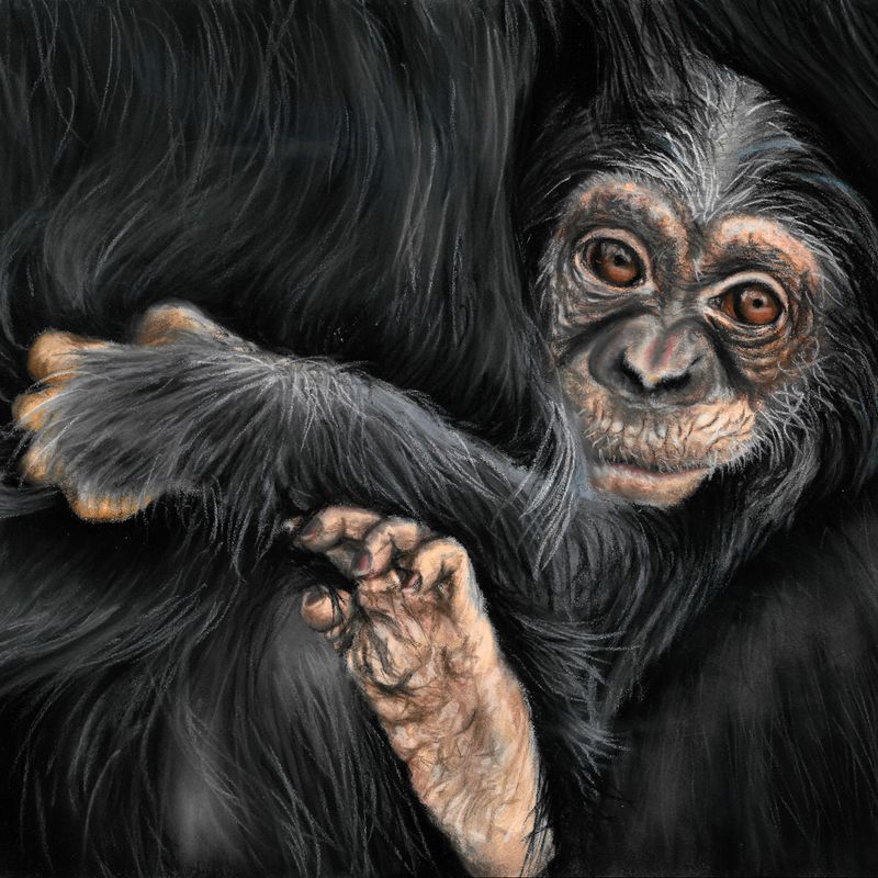 Monkey puzzle | Original wildlife painting in soft pastels
