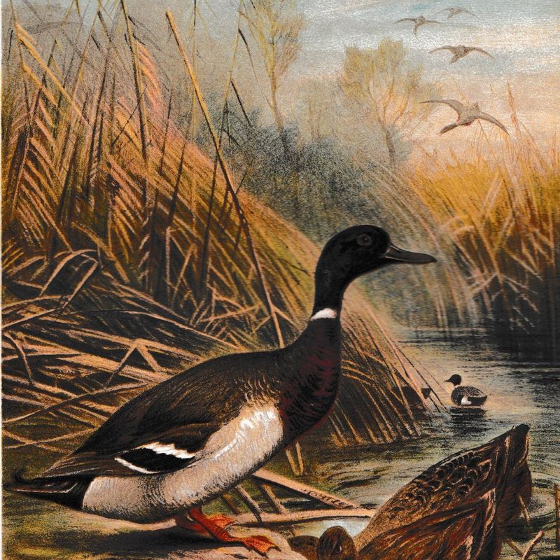Antique 1892 Brehm Wild Duck Wildente Print Brehm's Tierleben Chromolithograph