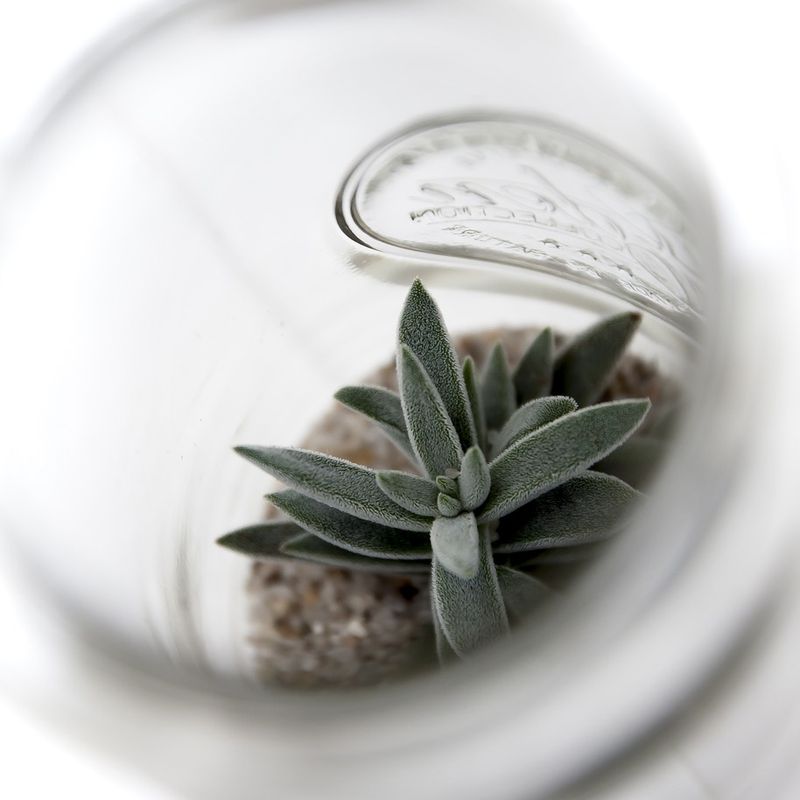 How to make a terrarium?